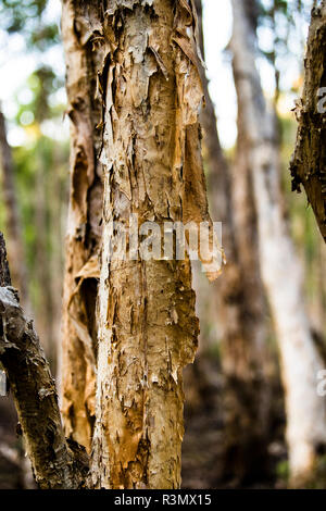 Paper Bark Trees at Bamurru Plains Lodge, Northern Territory, Australia Stock Photo