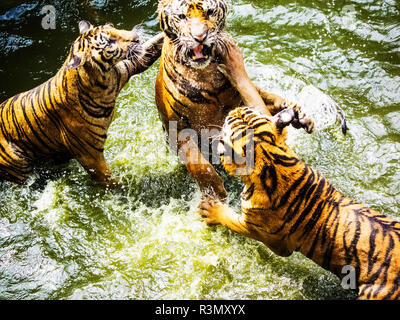 Thailand, Sriracha, Captive Tigers at Sriracha Tiger Zoo Stock Photo