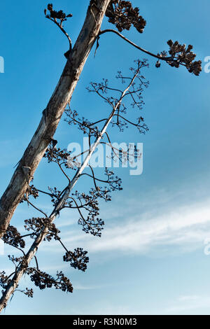 Branches of dry agave flowers  against the blue sky , Stock Photo
