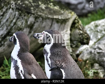 Close up shot of a group of penguins Stock Photo