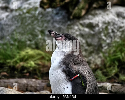 Close up shot of a penguin relaxing on a stone in a lake Stock Photo