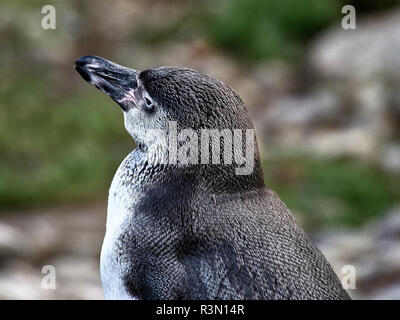 Close up shot of a penguin relaxing on a stone in a lake Stock Photo
