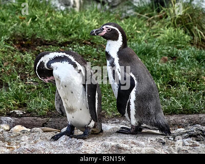 Shot of two penguins relaxing on a stone in a lake Stock Photo