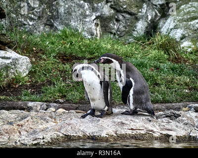 Shot of two penguins relaxing on a stone in a lake Stock Photo