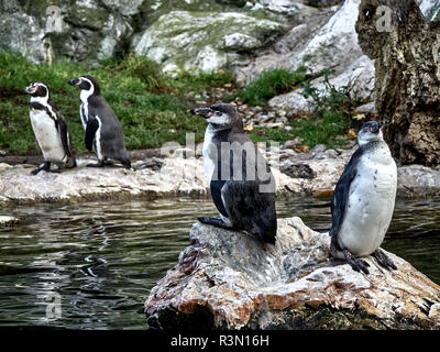 Close up shot of a group of penguins Stock Photo