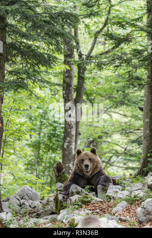 European Brown Bear Alpha Male In Karst Forest, Slovenia Ornament