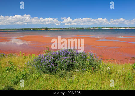 Canada, Prince Edward Island, Lower Montague. Morning on Northumberland Strait. Stock Photo