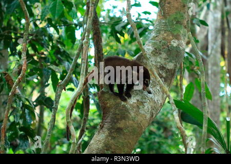 White-nosed Coati (Nasua narica) on a trunk, Costa Rica