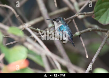 bee hummingbird or zunzuncito sitting on the branches inside the bush in the shade on a sunny day Stock Photo