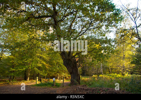 Woodland displaying Autumn colour in Epping Forest in Essex. Stock Photo