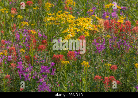 Canada, British Columbia. Wildflower meadow in Selkirk Mountains. Stock Photo