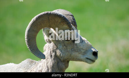 Rocky Mountain Bighorn young ram. Stock Photo