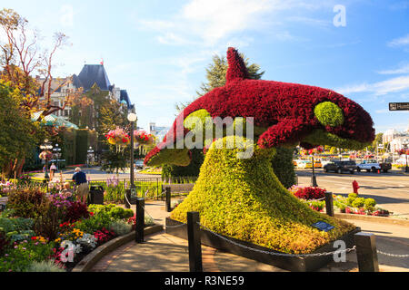 Orca Whale Hedge in front Empress Hotel, Inner Harbor, Victoria, Capital of British Columbia, Canada Stock Photo