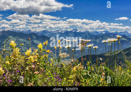 mountain flora Stock Photo