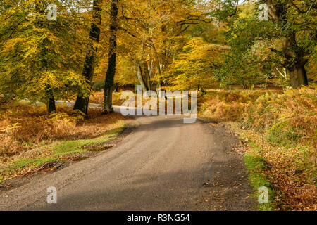 Beech Trees  and Bracken in Autumn Colour along the Ornamental Drive, New Forest National Park, Hampshire, England, UK,
