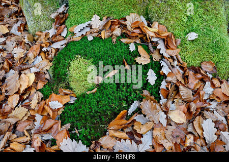 Beech and Oak leaves fallen to the ground on a mossland in autumn, France Stock Photo