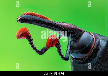Asian palm weevil (Rhynchophorus ferrugineus) close-up. Stock Photo