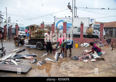 Early morning fish market in Negombo, Sri Lanka Stock Photo