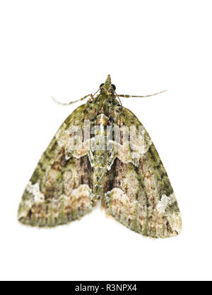 Red-green Carpet moth on white background Stock Photo