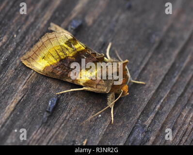 The Burnished Brass moth Diachrysia chrysitis on a table Stock Photo