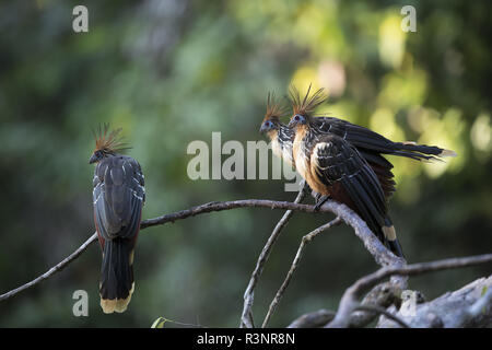 Hoatzin (Opisthocomus hoazin), Pacaya Samiria NP, Amazon, Peru Stock Photo