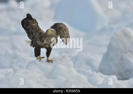 White-tailed Eagle (Haliaeetus albicilla) on a block of ice, Hokkaido, Japan Stock Photo