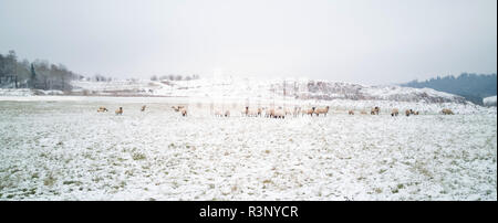 A herd of black faced sheep is grazing in the snowy landscape. The sheep are of the breed  Suffolk sheep. Stock Photo