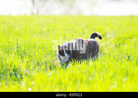 two cute beautiful loving cats are hugging on the green grass in the meadow on a Sunny day Stock Photo