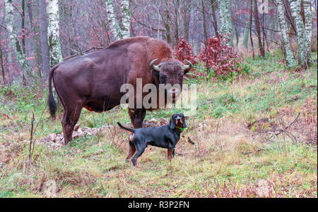 Purebred Polish Hunting Dog (previously Polish Scenthound) posing with European bison (wisent), Bieszczady mountains, Poland Stock Photo