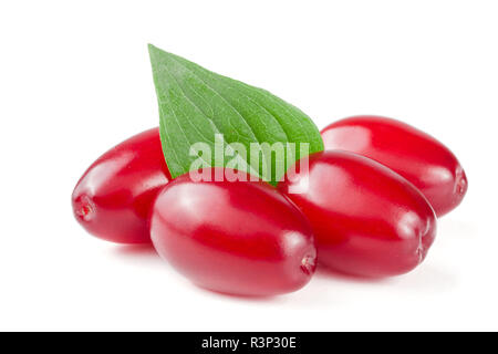 dogwood berry with leaf isolated on white background Stock Photo