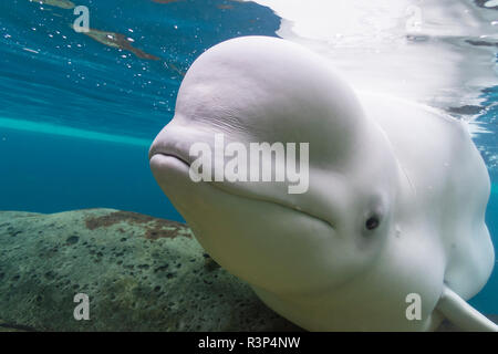 Beluga Whales, Vancouver Aquarium, Stanley Park, Vancouver, British Columbia, Canada Stock Photo