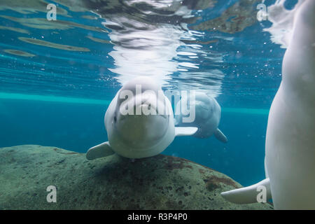 Beluga Whales, Vancouver Aquarium, Stanley Park, Vancouver, British Columbia, Canada Stock Photo