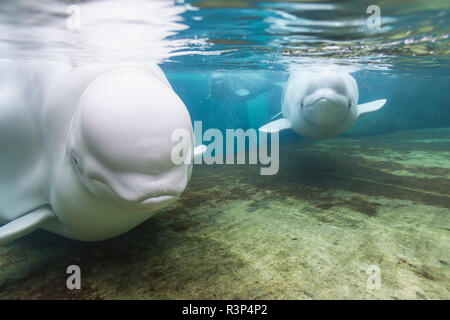 Beluga Whales, Vancouver Aquarium, Stanley Park, Vancouver, British Columbia, Canada Stock Photo