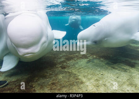 Beluga Whales, Vancouver Aquarium, Stanley Park, Vancouver, British Columbia, Canada Stock Photo