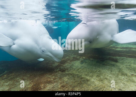 Beluga Whales, Vancouver Aquarium, Stanley Park, Vancouver, British Columbia, Canada Stock Photo