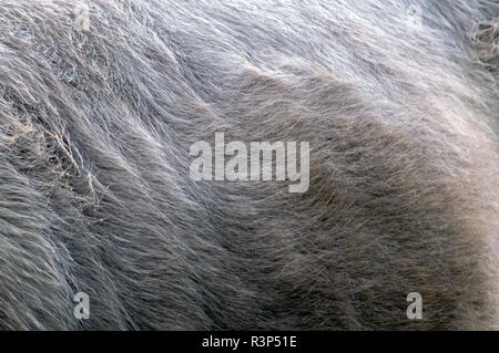 Close up texture of Charolais hair makes an interesting background. Stock Photo