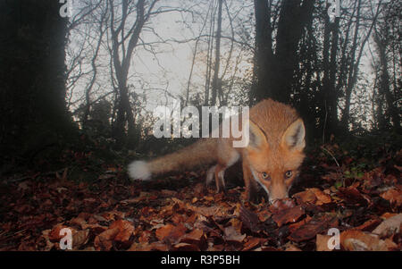 Red Fox in woodland. Stock Photo