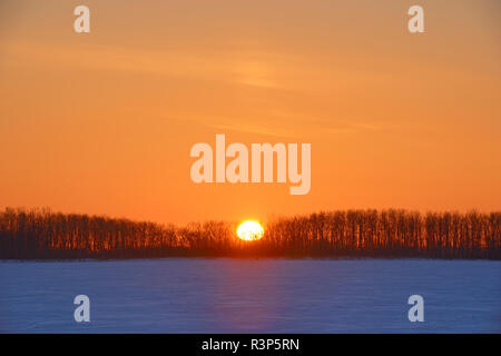 Canada, Manitoba, Grande Pointe. Sunrise over prairie with shelterbelt trees. Stock Photo