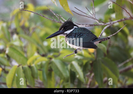 Amazon Kingfisher (Chloroceryle amazona) female on branch, Pantanal, Brazil
