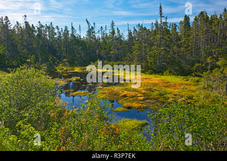 Canada, Nova Scotia, Marie Joseph. Wetland landscape. Stock Photo