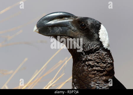Portrait of Thick-billed Raven (Corvus crassirostris), Simien National Park, Ethiopia Stock Photo