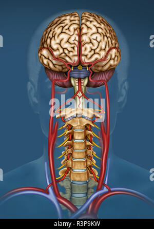 Illustration of the blood supply to the brain. The brain has little capacity to store nutrients, but it needs a high supply of oxygen and glucose. Stock Photo