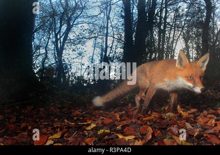 Red Fox in woodland. Stock Photo