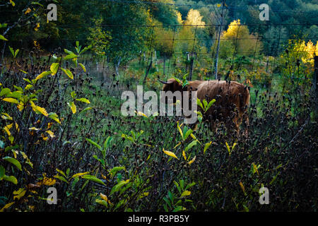 Scottish highlander cow Stock Photo - Alamy