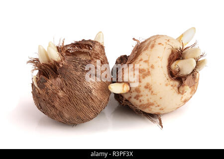 crocus bulb isolated on white background macro Stock Photo