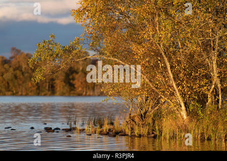 Late Afternoon Sunlight Illuminates Silver Birch Trees on the Banks of Loch Kinnord in Royal Deeside Stock Photo