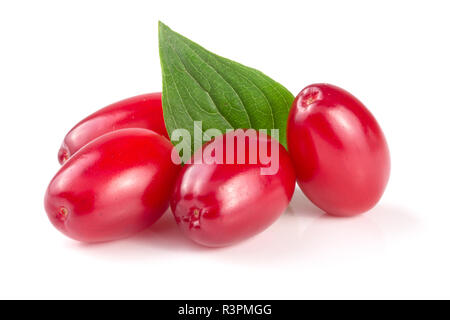 dogwood berry with leaf isolated on white background Stock Photo