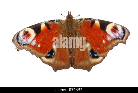 European Peacock butterfly isolated on white background. Top view Stock Photo