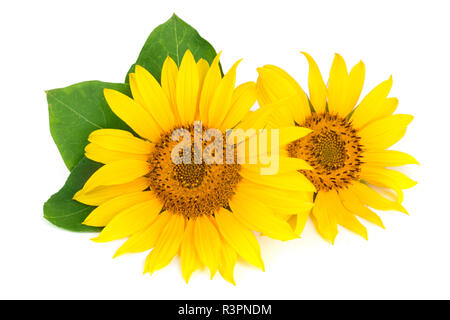 Two sunflowers with leaves isolated on white background Stock Photo