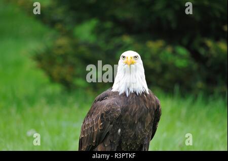 bald eagle Stock Photo